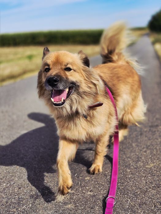 Piękny piesek Bouli