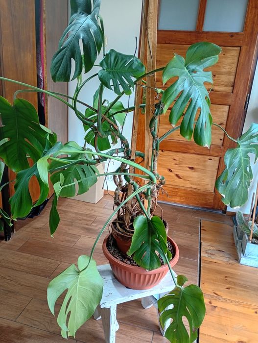 Kwiat MONSTERA rozwijający się