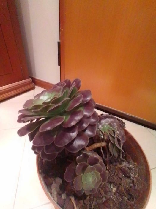 Plantas suculentas muito bonitas.