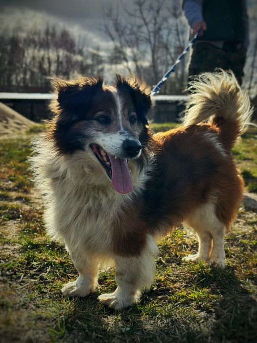 Puki szuka prawdziwego domu.