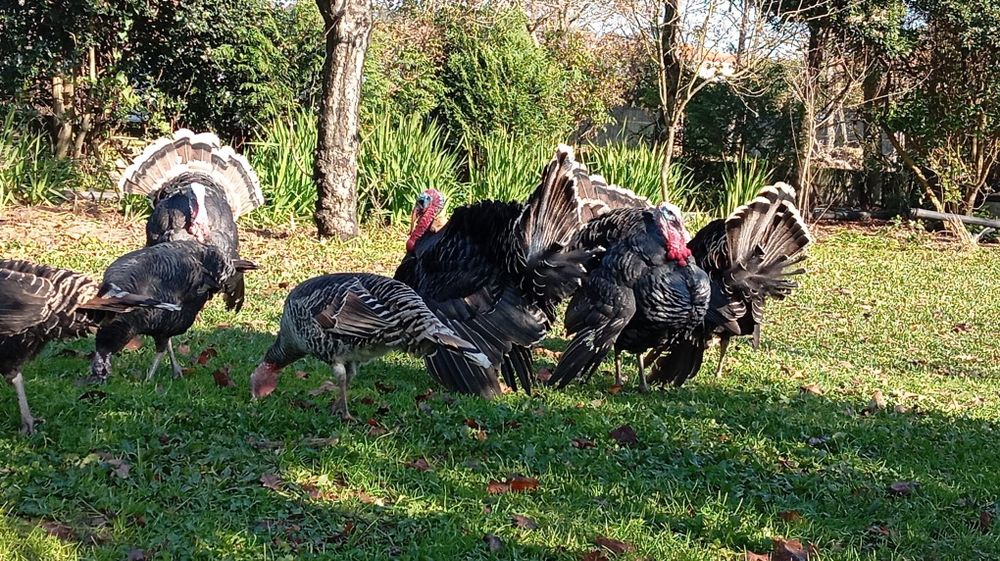 Perus machos caseiros