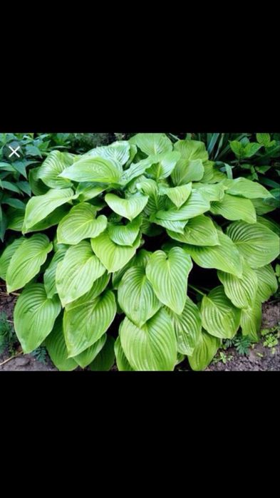 Хоста садова сортова