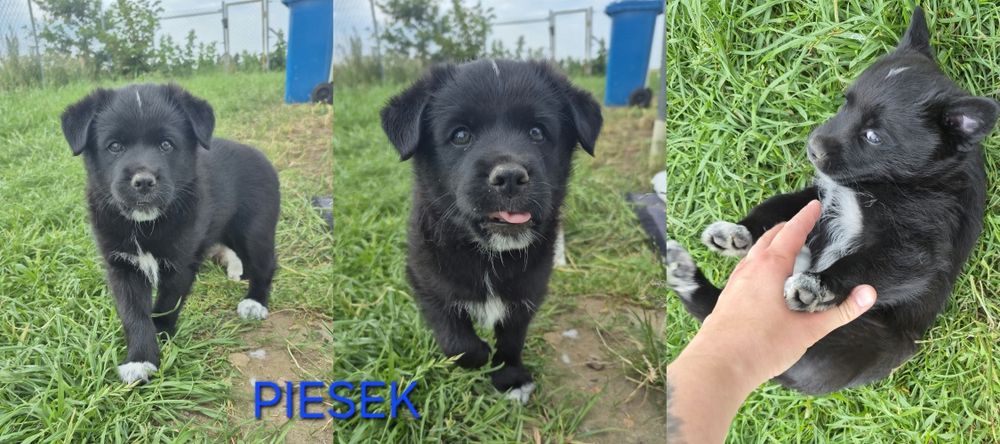 Oddam pieski za darmo