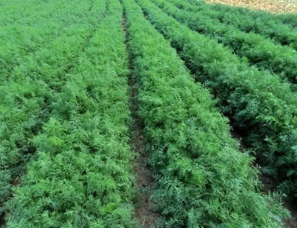 Насіння Кропу ВЕРДО F1 VERDO F1 Семена Укропа