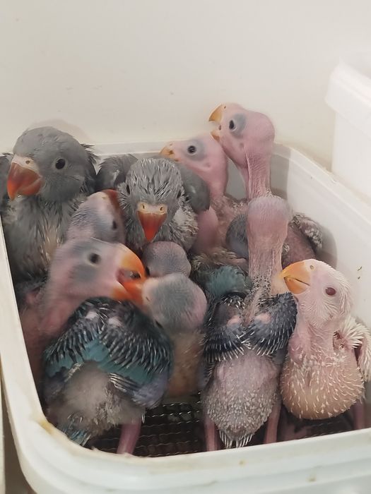 Ring necks bebés