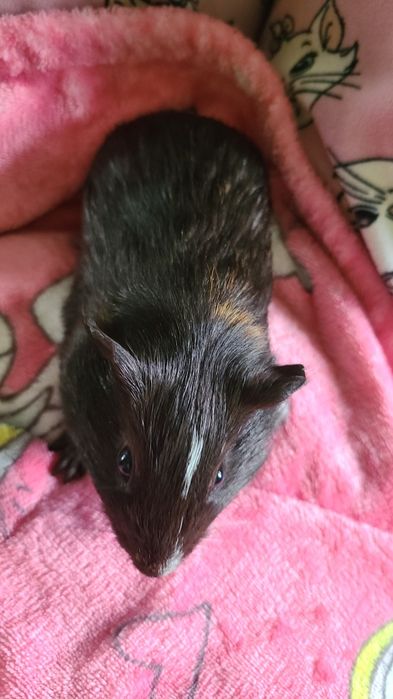 Морська свинка 1,5 місяці