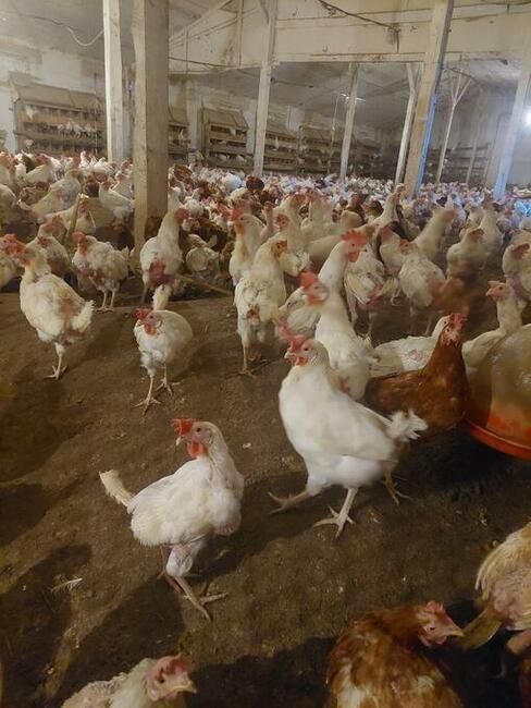 Okazja! Dowóz jutro lub pojutrze Kury Nioski Białe i Brązowe Zapraszam