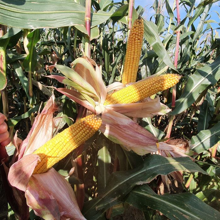 KOZACKA Kukurydza 80 tyś Ziarno