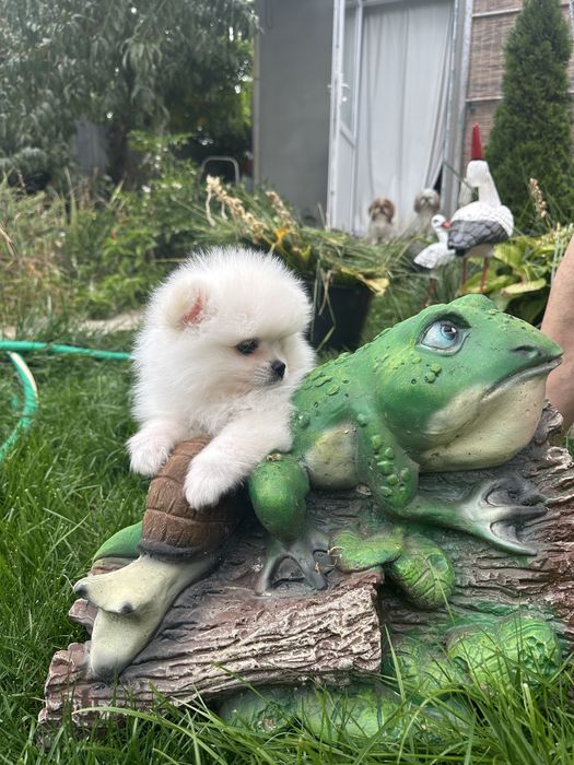 Померанський шпіц.