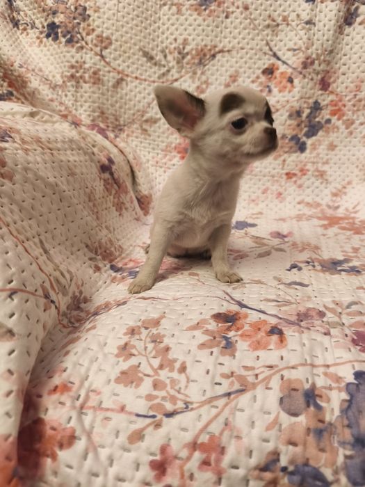 Chihuahua de pêlo curto fêmea