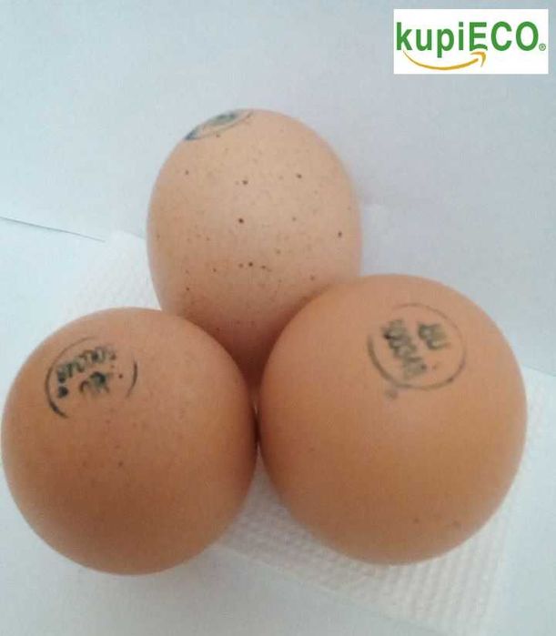 яйцо инкубационное Венгрия