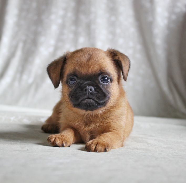 Цуценя грифон брабантський, пті брабансон