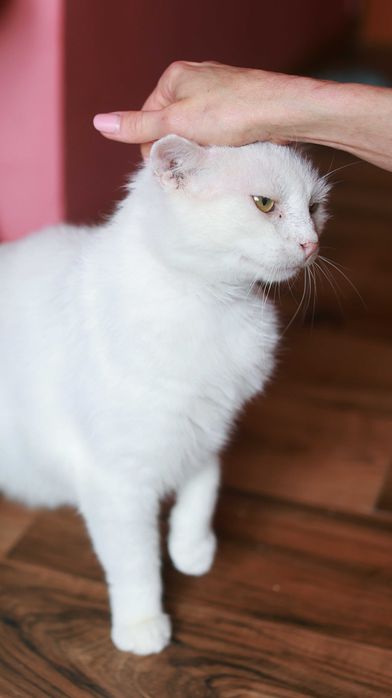 Cudowny Kocurek szuka domu. Fiv+