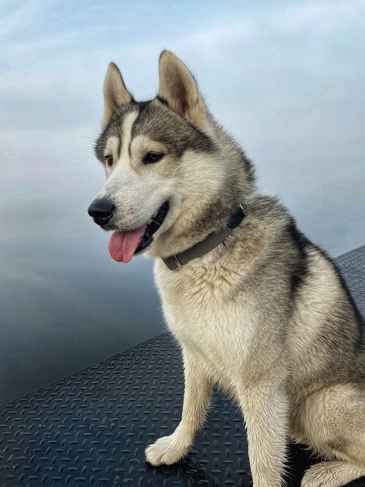 Кобель Хаскі на вязку