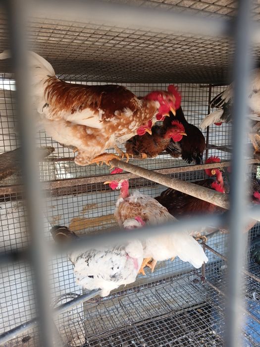 Galos e frangos do campo