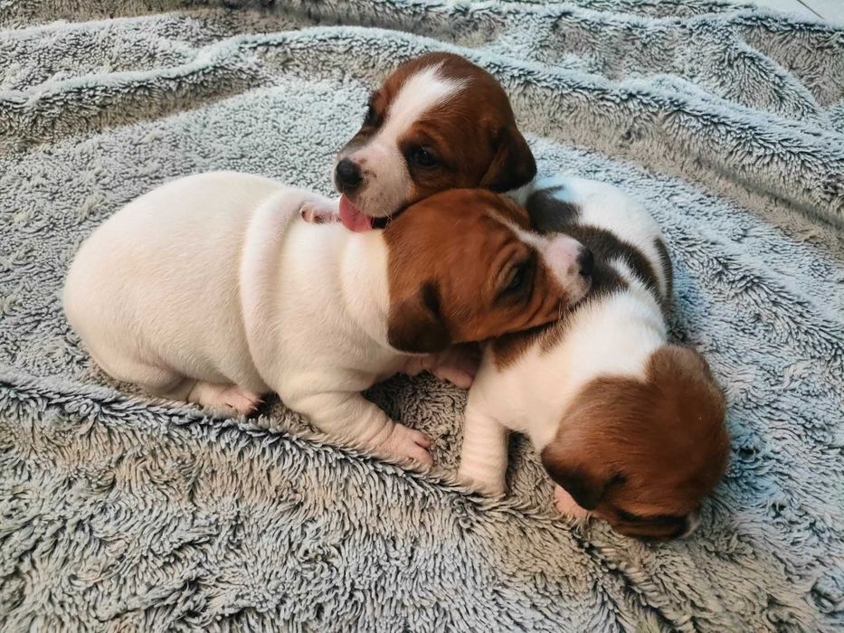Szczeniaki Jack Russell Terrier