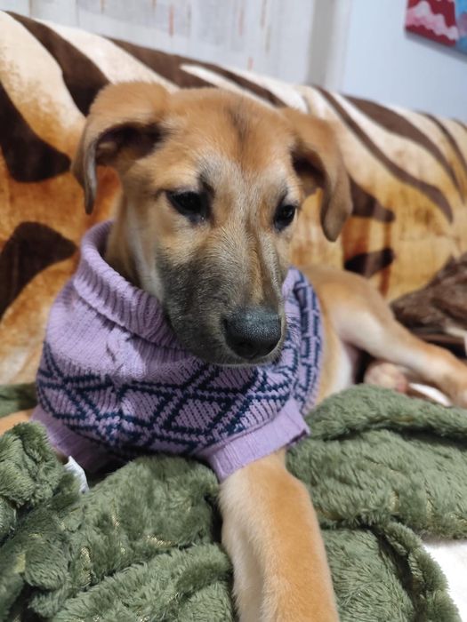 Caezinhos com 2 meses para adoção