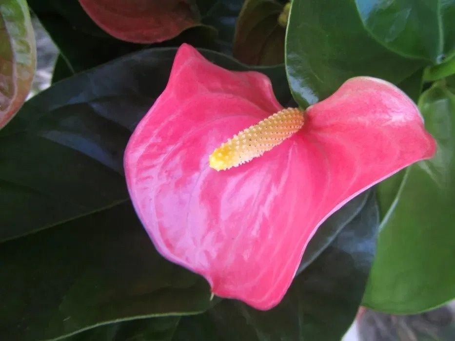 Antúrio branco, chocolate, lilás, rosa e vermelho PLANTA DE INTERIOR