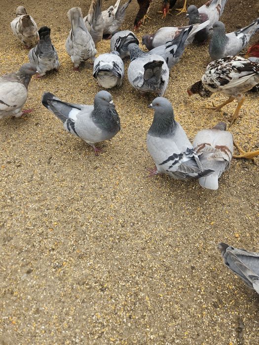 Pombos mundanos 20€ o casal
