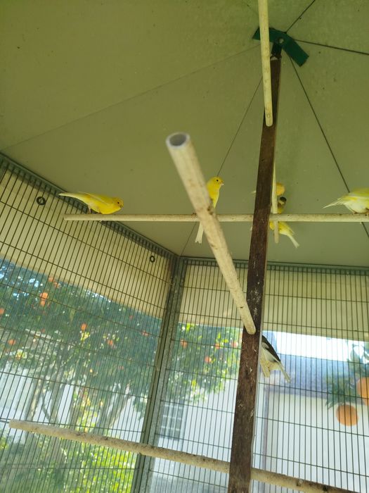 Gaiola Voadora com canários