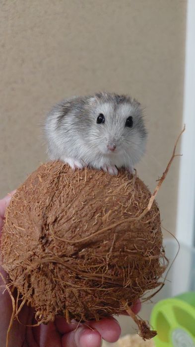 Хом'як джунгарик