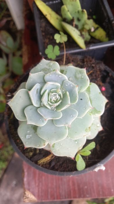 Suculentas echiverias