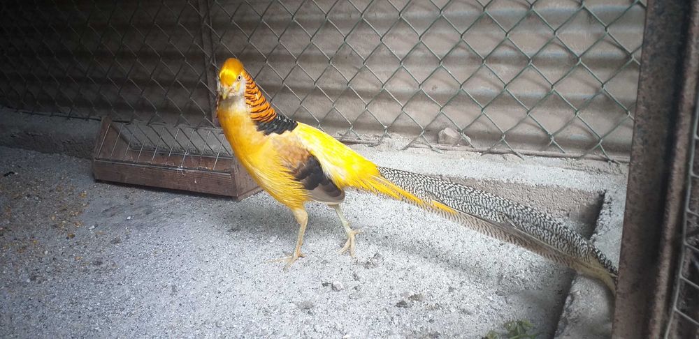 Faisões Gigi de 2025