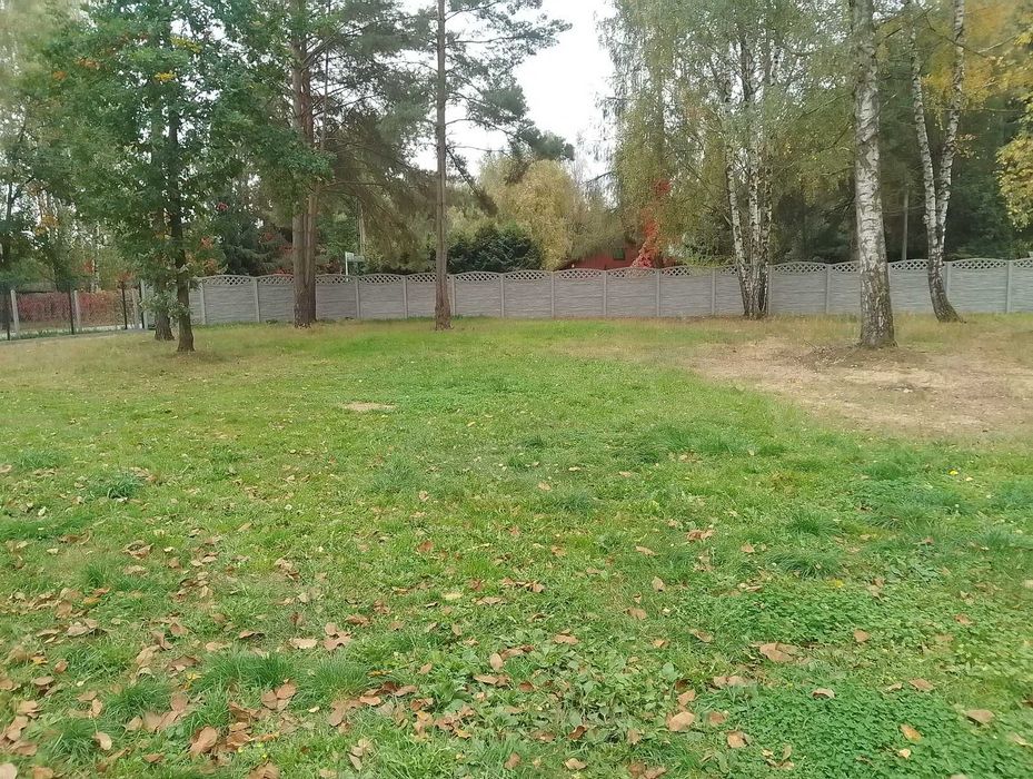 Żuk