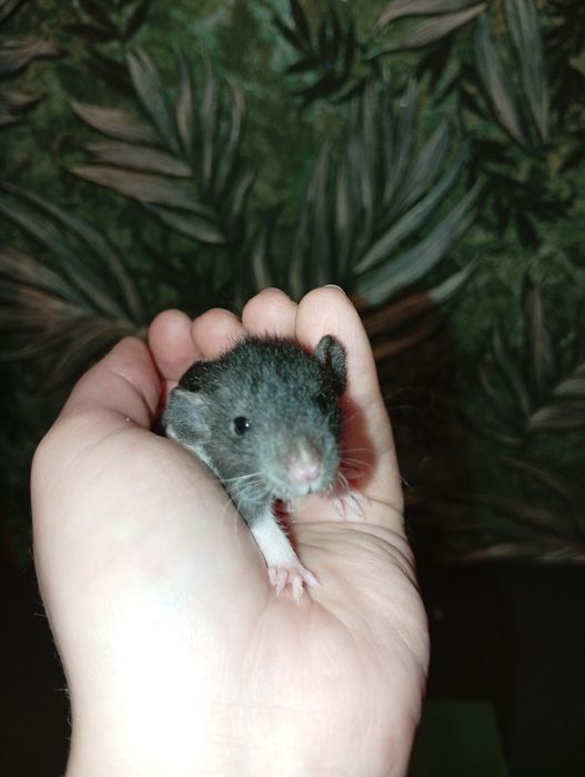 Щур  Криса  рекс