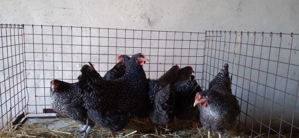 Rosa Kury Nioski z Jajkiem ,24 tygodnie.  Wysyłka!