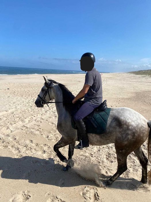 Cavalo Puro Sangue Lusitano