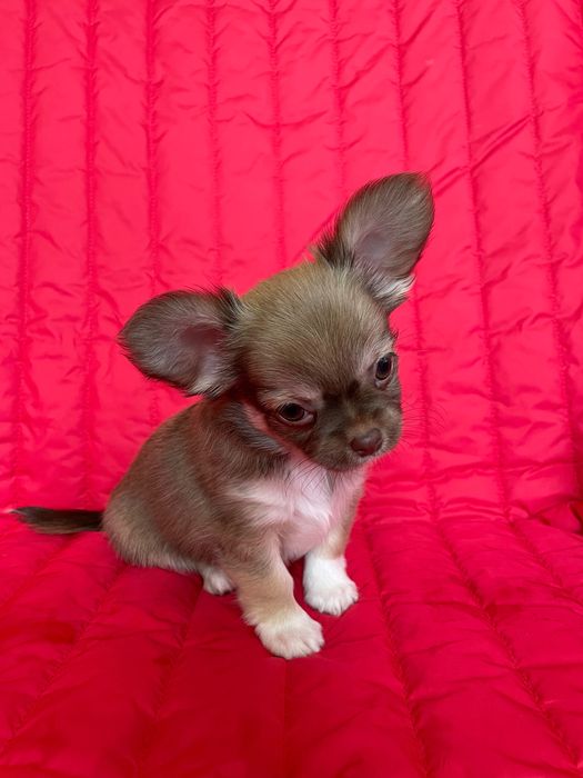 Дівчатка чихуахуа