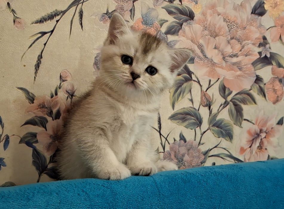 Обаятельные котята