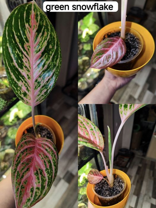 Аглаонеми Lemon Mint, Grand blossom, Spicy pink, Guava pink