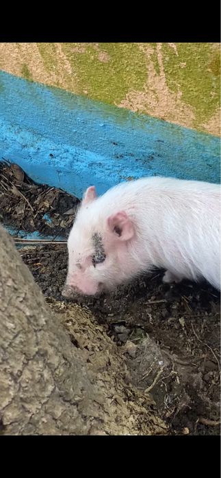 MINI PIG - Mini porco