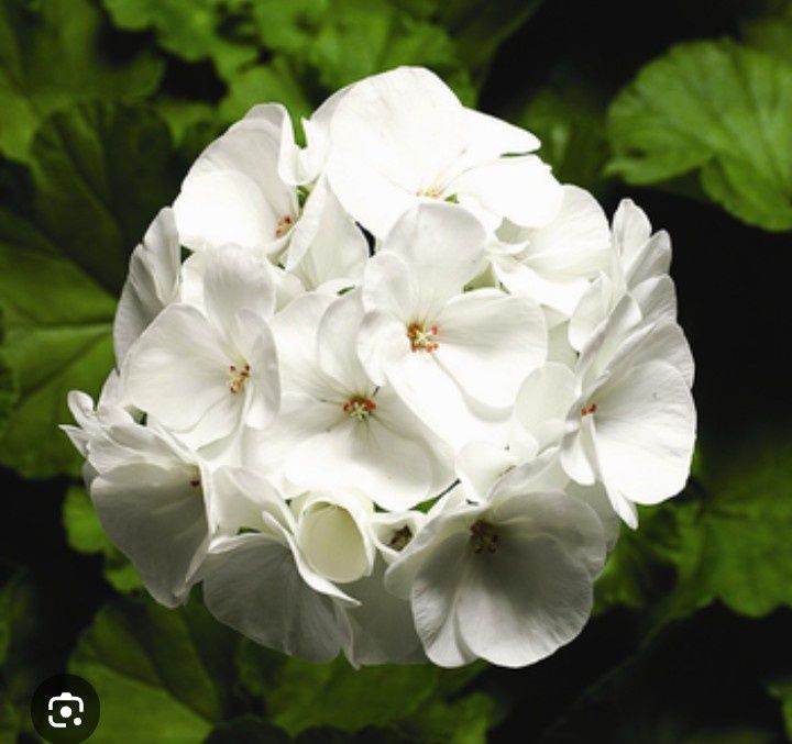 Пелагонія Біла саджанці