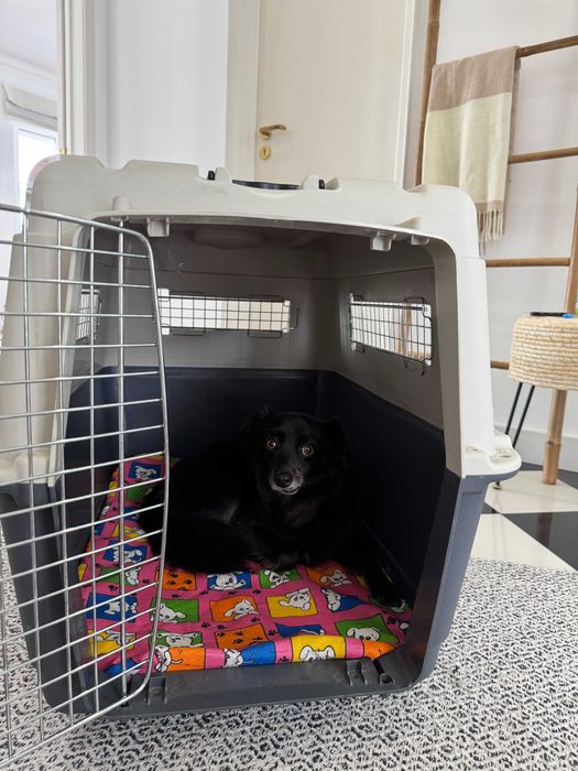 Transportador para Cães -  IATA -23kg - Com Rodas, Colchão e Comedouro