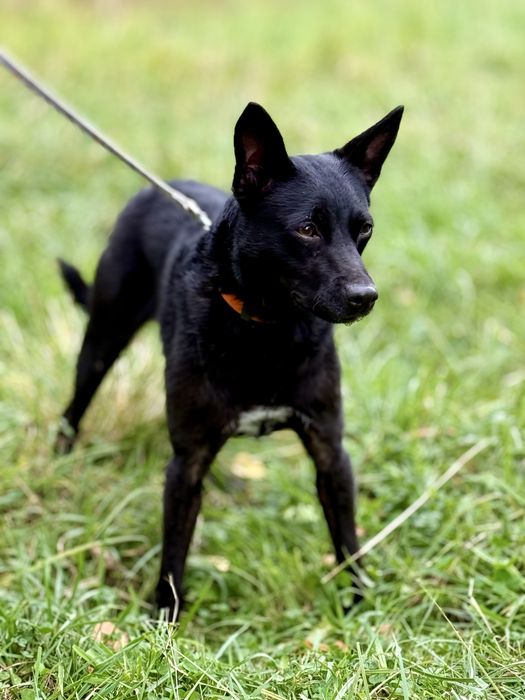 Zula — dwuletnia sunia do adopcji
