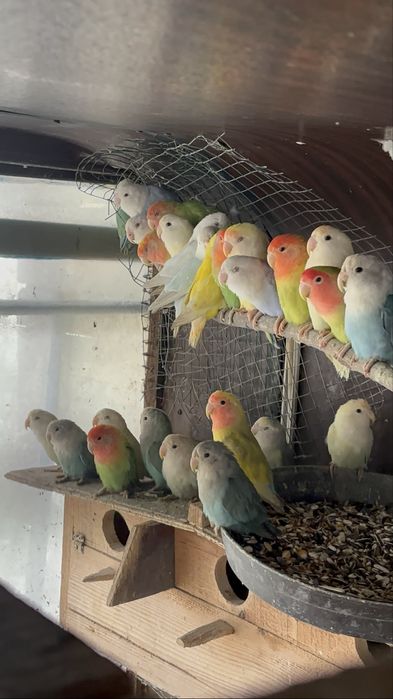 Papugi nierozłączki