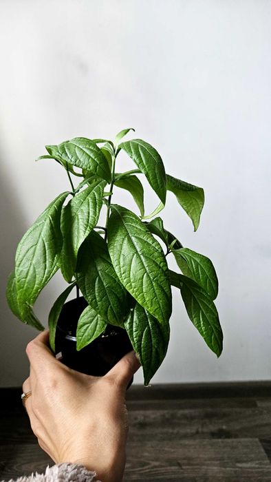 Домашні кімнатні квіти.