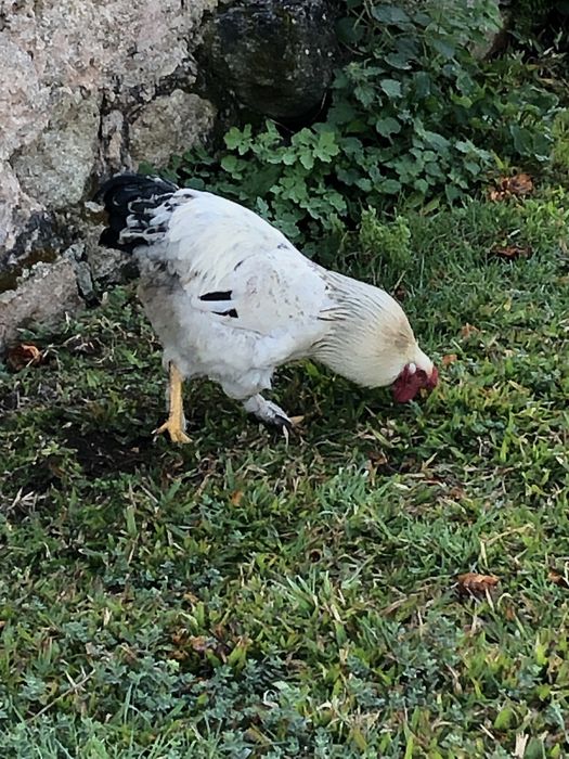Galo brahma light novo