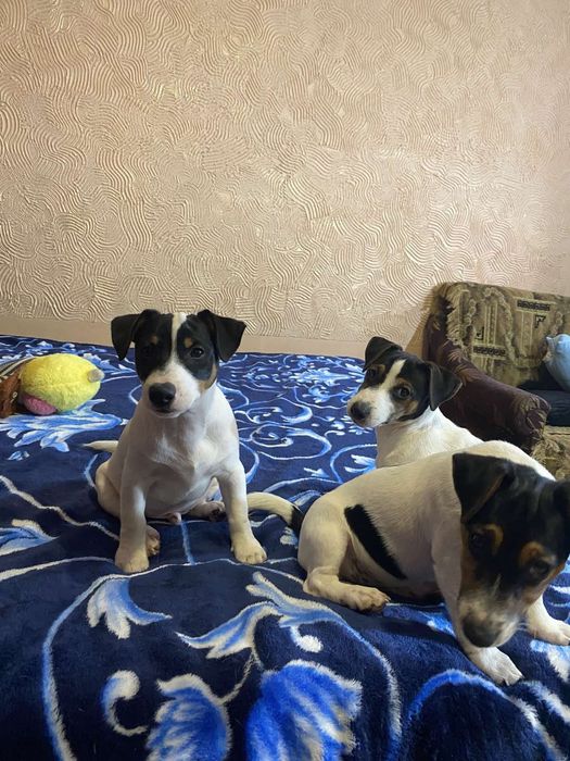 Найкращі джек- рассел!