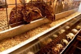 Комбикорм для перепелов несушек