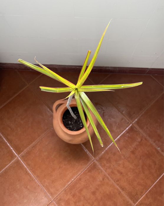 Vaso Talha de Barro Antigo | Vintage Antique Clay Pot