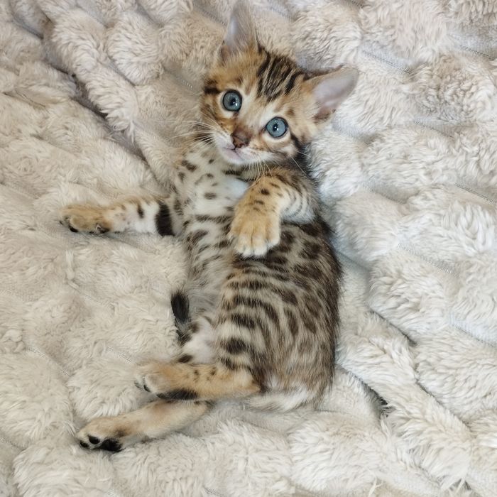 Продам Бенгальські кошенята