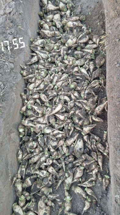 Sprzedam buraki pastewne