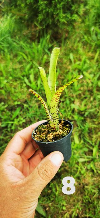 Tanio!!! Neoregelie i Bromelie do Terrarium Vivarium Paludarium