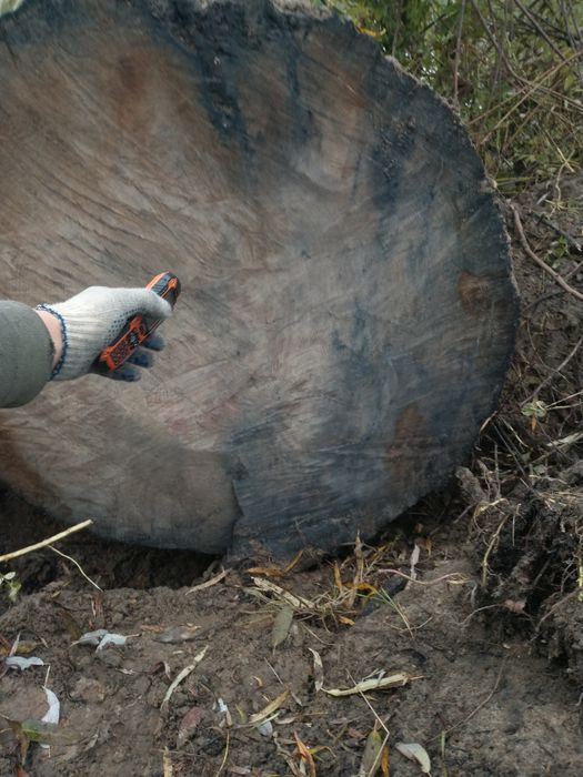 Продам  Морений дуб