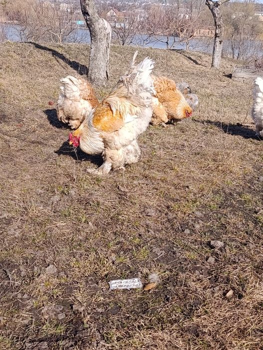 Брама Лимон,інкубаційні  яйця