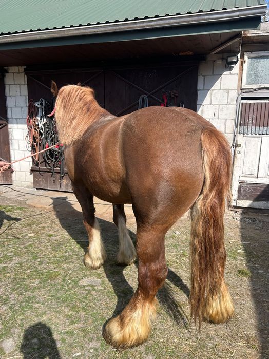 Sprzedam klacz zimnokrwista